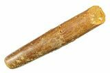 Fossil Sauropod Dinosaur (Rebbachisaurus) Tooth - Morocco #297395-1